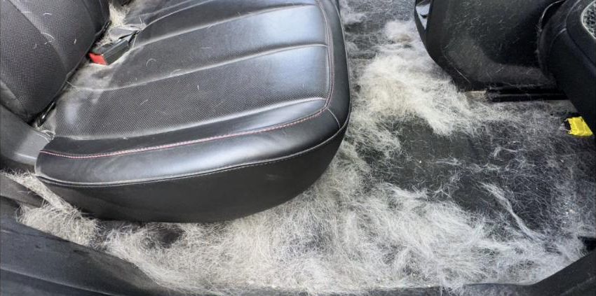 Before interior detailing — Pet hair removal — rear seats & floor